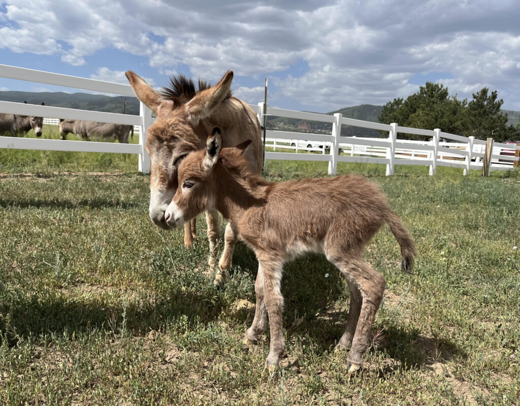 baby donkey spring 2022 (2)