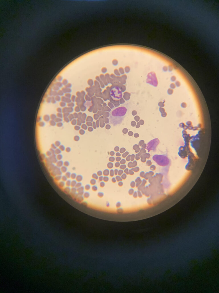 cells in microscope