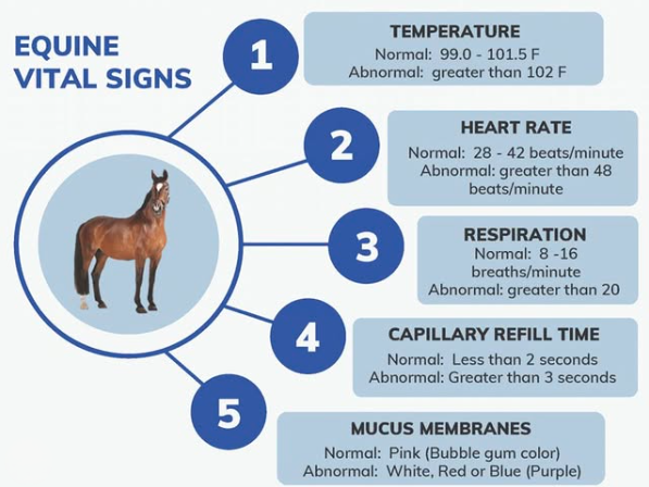 equine vitals